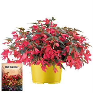 Bild von Ms P12 Begonia groovy Rose